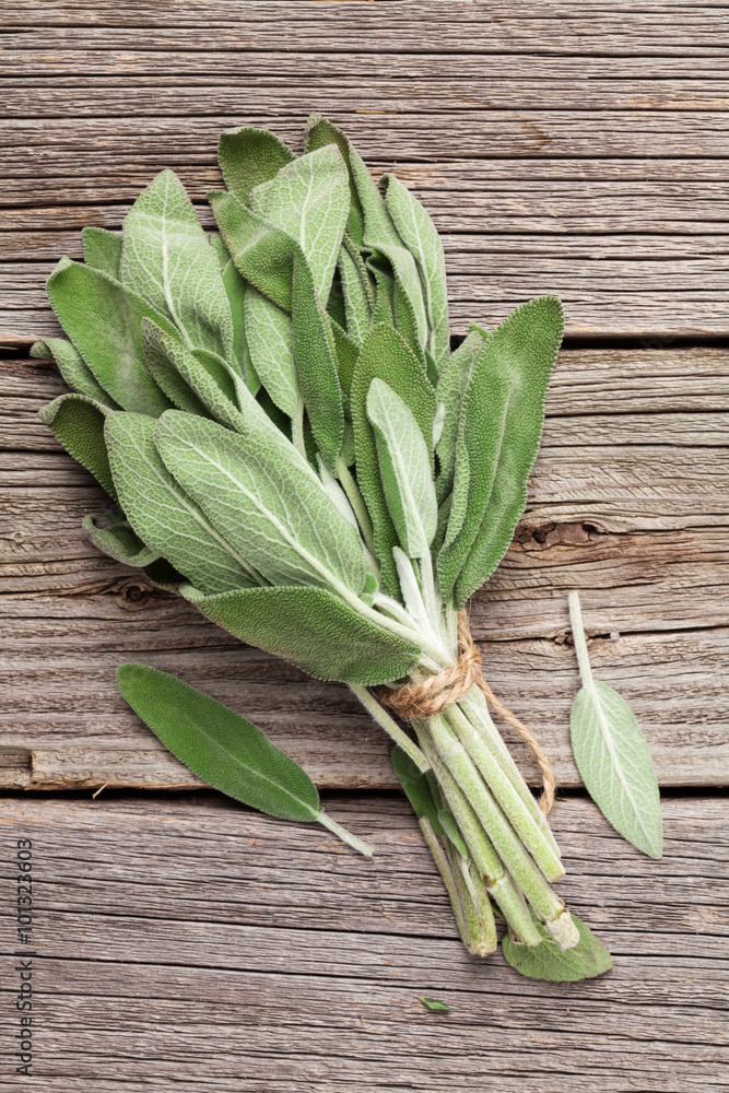 Bunch of garden sage herb