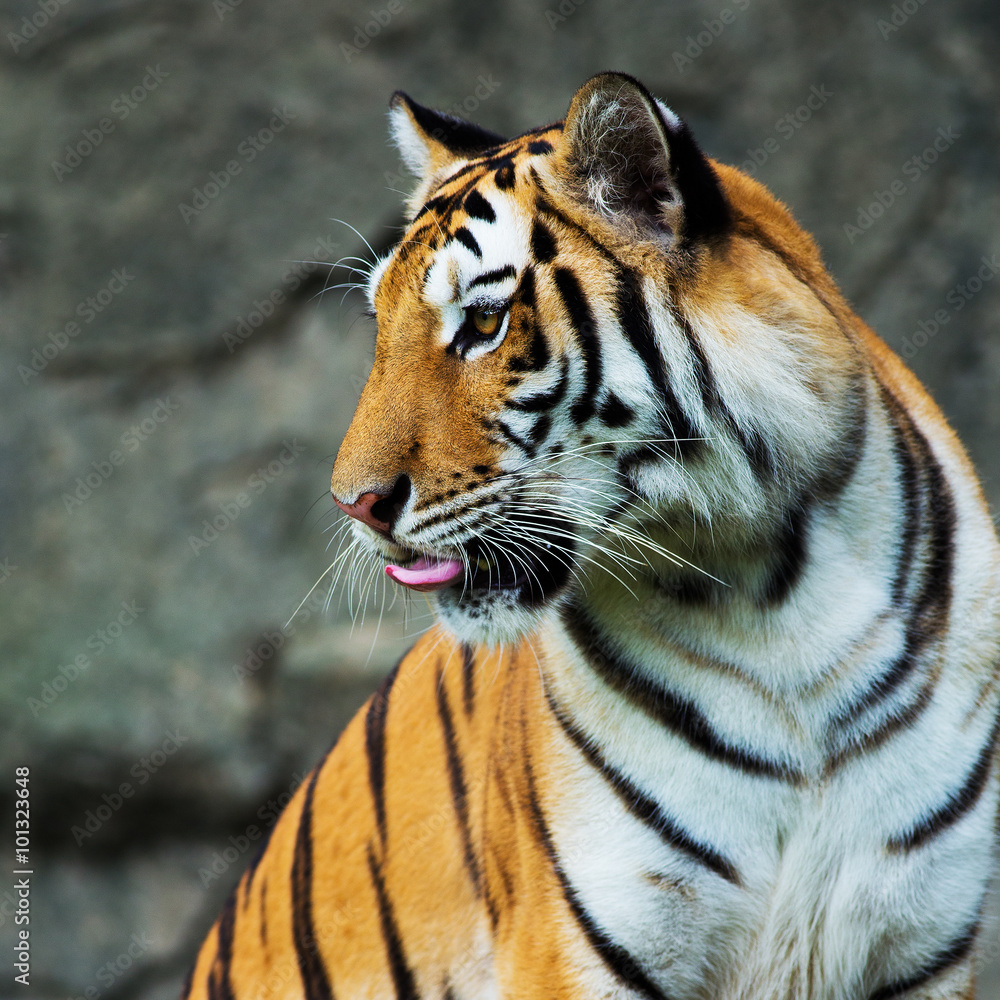 Naklejka premium tiger