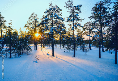 Winter forest , sun's rays at sunset.