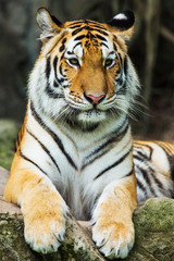 Tableau sur verre  tiger  © subinpumsom