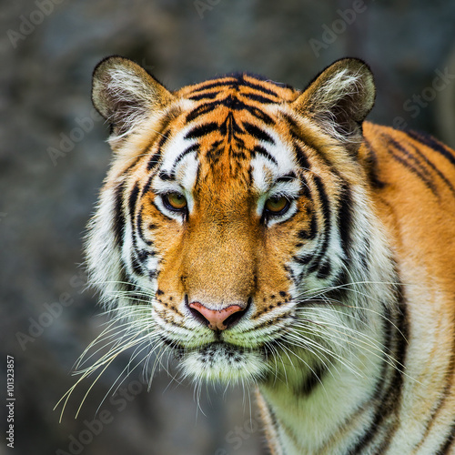 tiger © subinpumsom