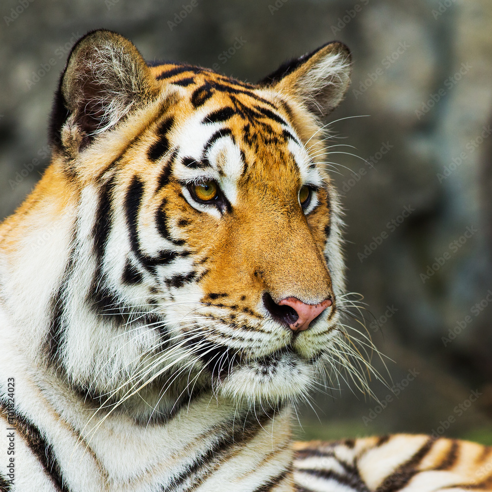 Fototapeta premium tiger