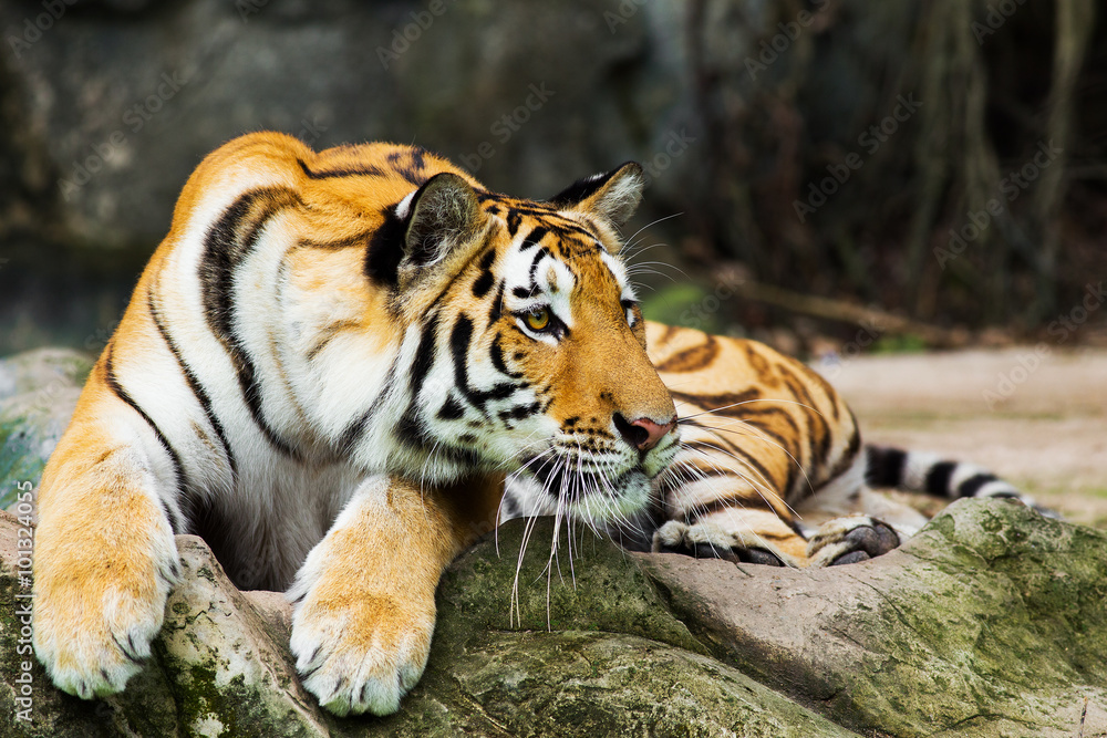 Obraz premium tiger