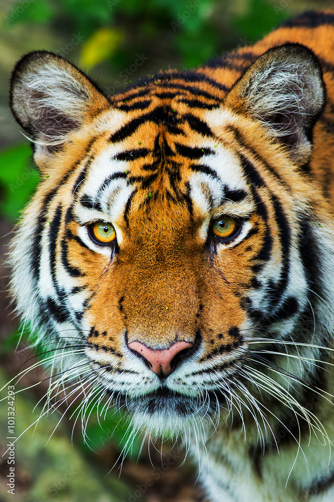 tiger tiger