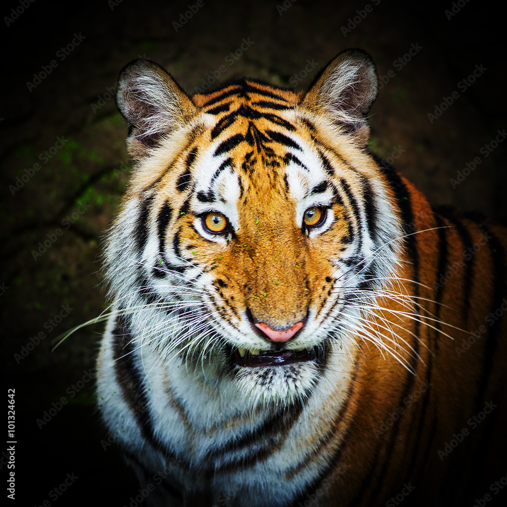Obraz premium tiger