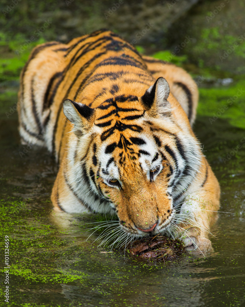 Fototapeta premium Tigers swim
