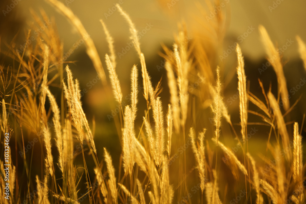 Golden poaceae set , darker version Golden poaceae set , darker version