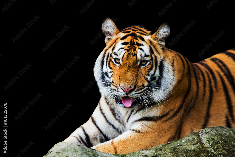 Fototapeta premium Tiger