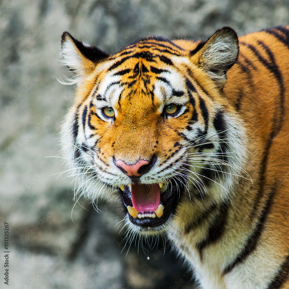 Fototapeta premium tiger