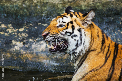 Sumatran Tiger Roaring