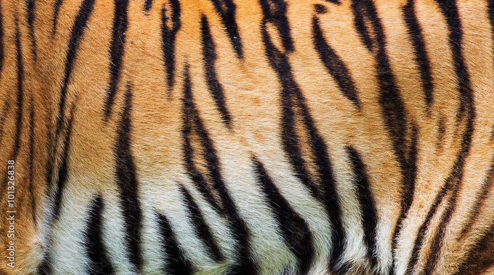 Naklejka premium bliska tekstury skóry tygrysa