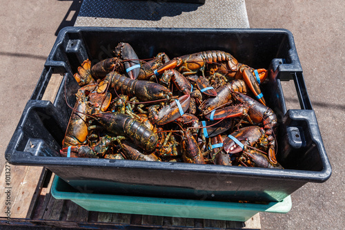 Lobsters freshly caught on the wharf in rural Prince Edward Island, Canada.