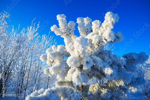 Pine branches covered with hoarfrost in winter © amarinchenko106