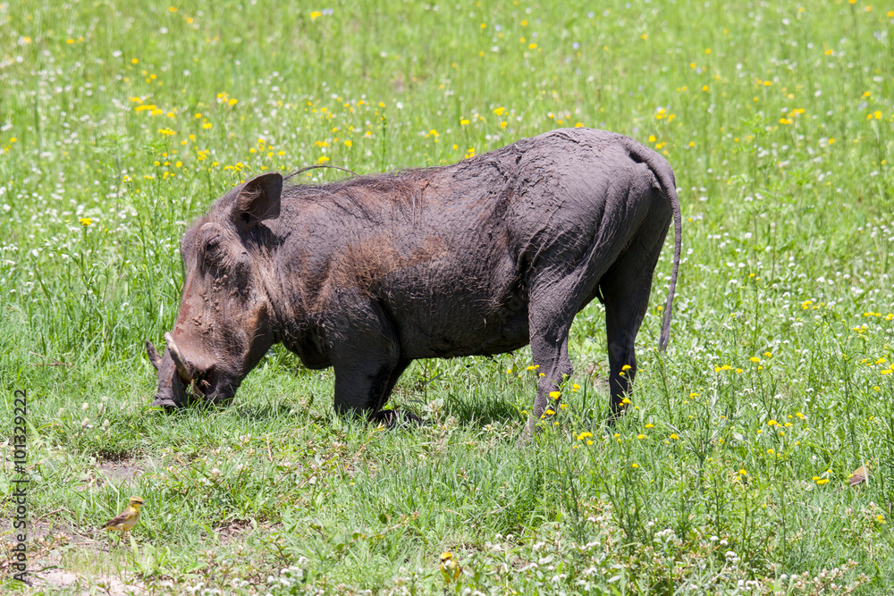 Male Warthog kneeling and feeding in Chobe Nactional Park. Male Warthog kneeling and feeding in Chobe Nactional Park.