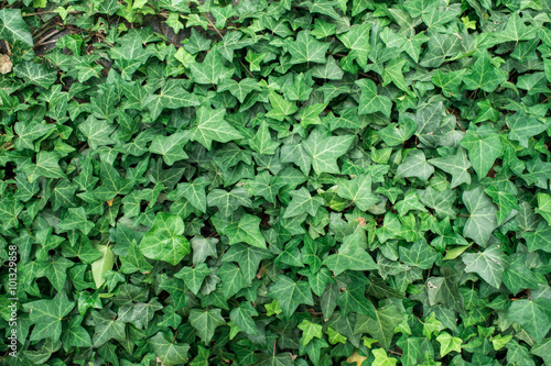 green wall of ivy live