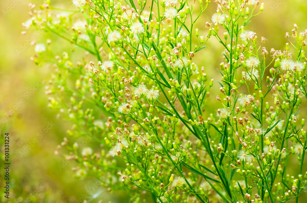 Obraz premium green grass background