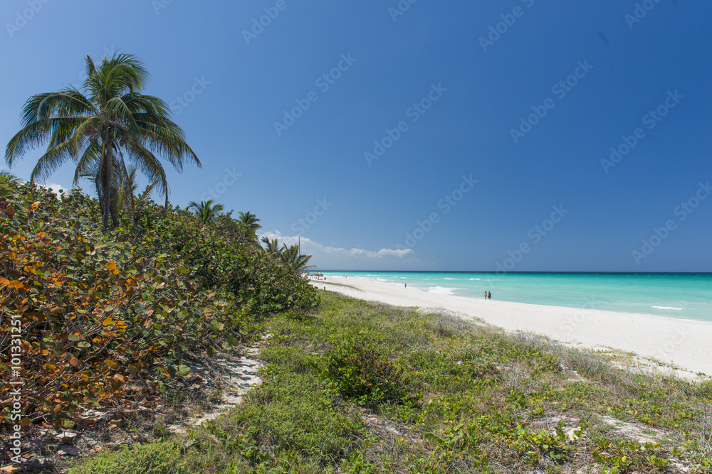 Beach on Caribbean island with palm tree