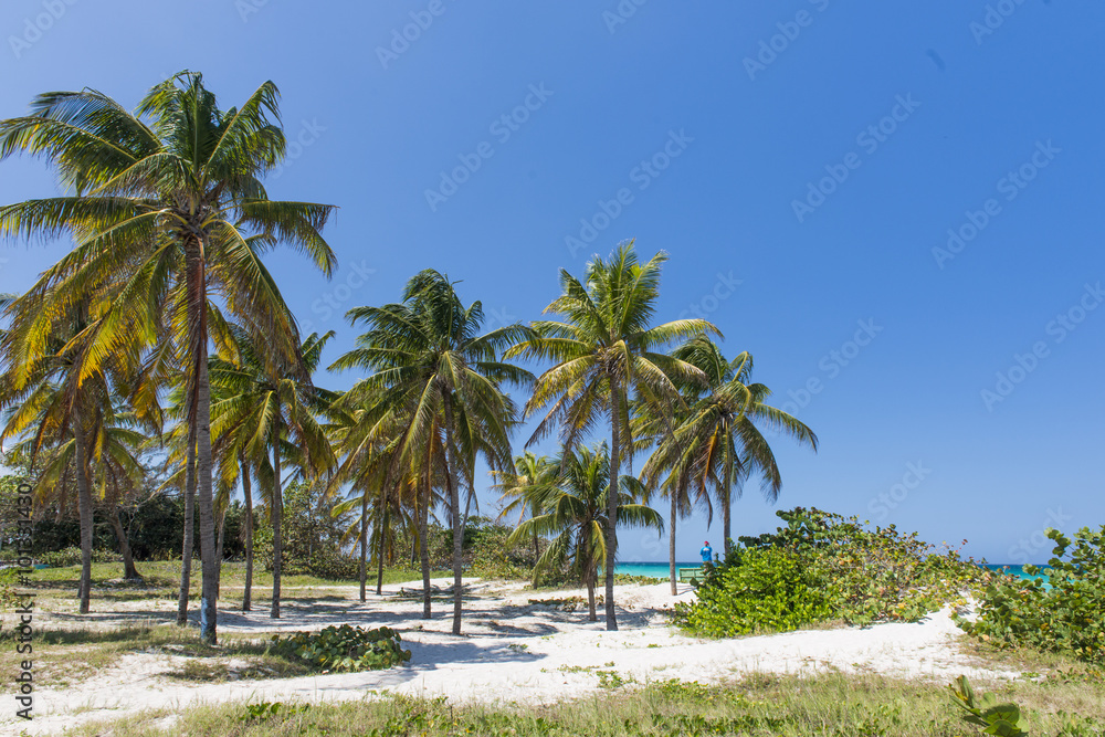 Cuban palms in Varadero. Beach and sea blue water. Cuban palms in Varadero. Beach and sea blue water.