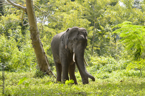 Sticker asia elephant in tropical forest, thailand