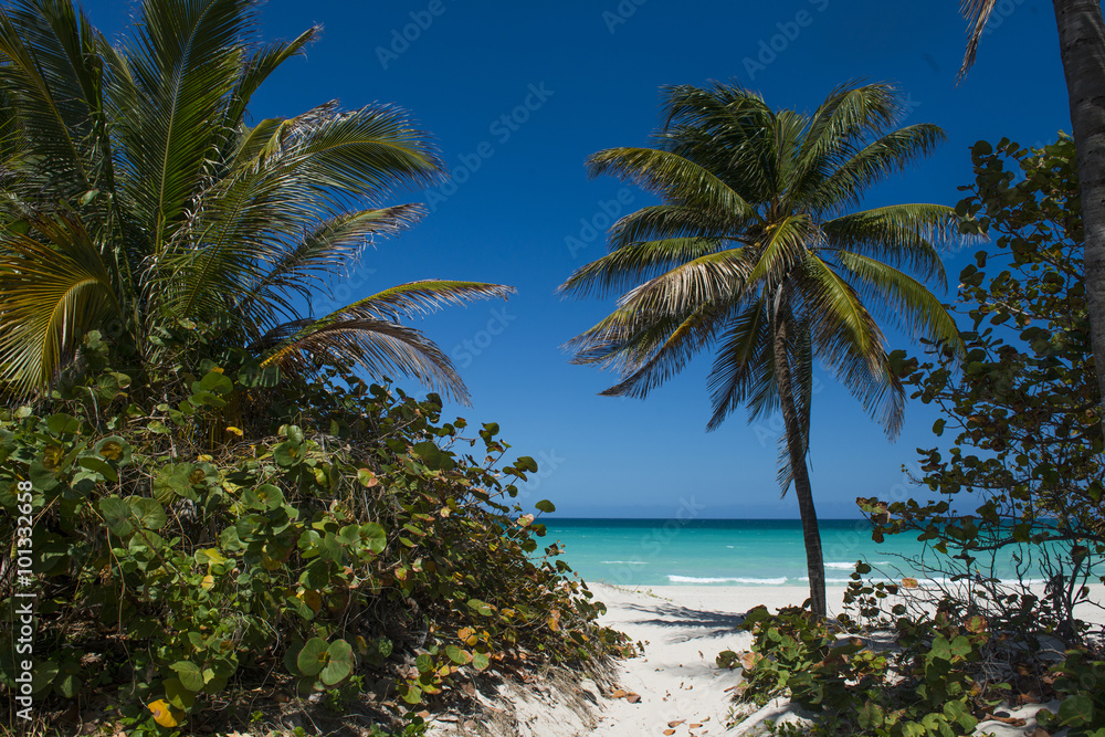 Caribbean sea with beautiful blue water and palms