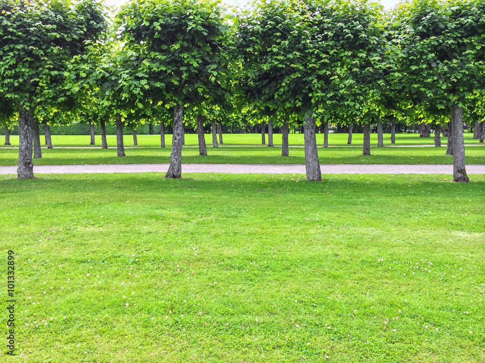 Beautiful linden trees in the summer park Beautiful linden trees in the summer park