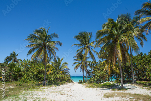 Palms on Varadero cuban beach. Caribbean blue sea.