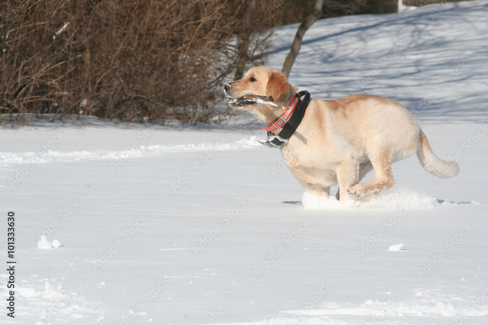 Golden Retriever Playing in the Snow after a blizzard Golden Retriever Playing in the Snow after a blizzard