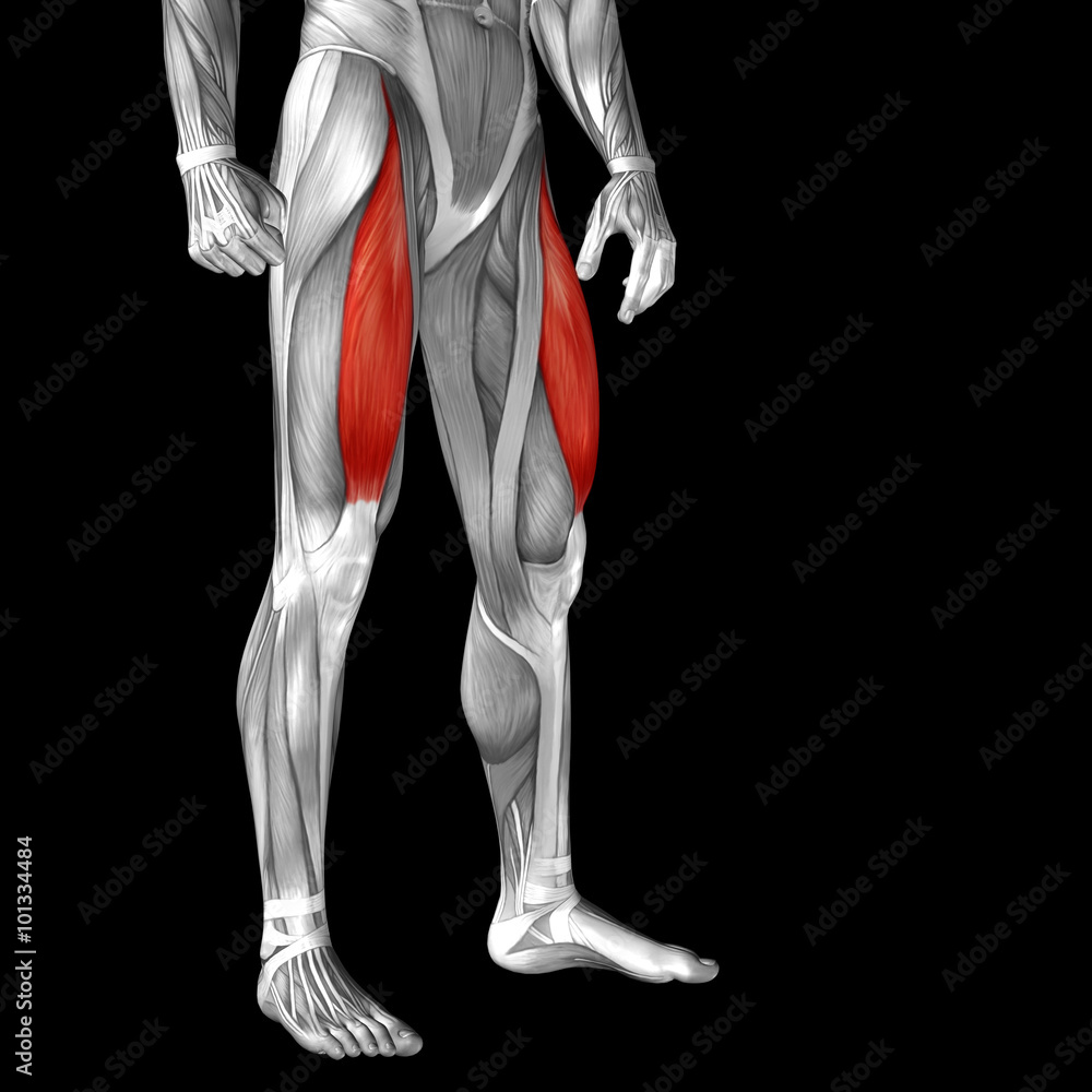 Conceptual 3D human front upper leg muscle anatomy Conceptual 3D human front upper leg muscle anatomy