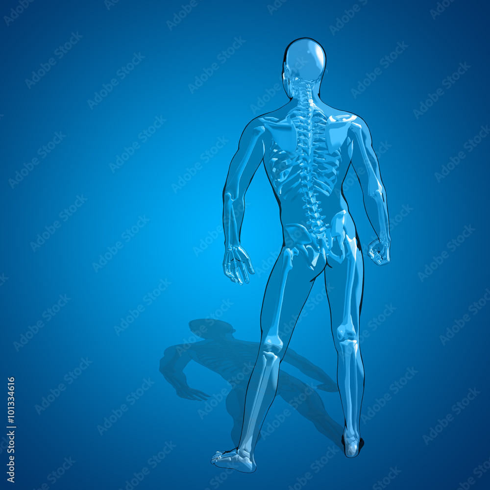 Concept or conceptual 3D human man skeleton anatomy Concept or conceptual 3D human man skeleton anatomy