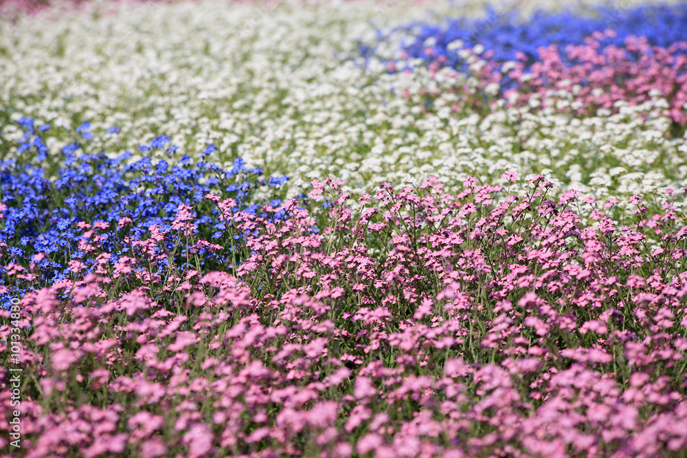 Flower field with many forget-me-not (Myosotis) plants in various colors Flower field with many forget-me-not (Myosotis) plants in various colors