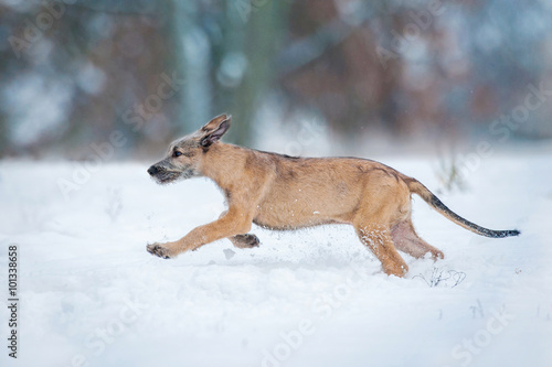 Irish wolfhound puppy running in winter