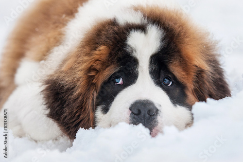 Saint bernard puppy lying in snow