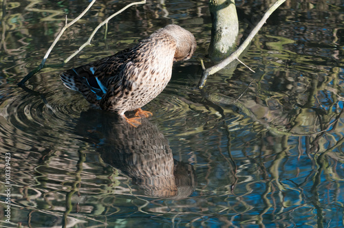 duck with refelections photo