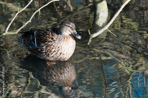 duck with refelections photo