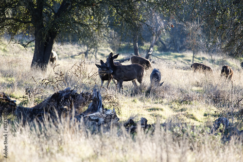 Small Herd Of Deer Feeding Under Oak Trees © jeffwqc