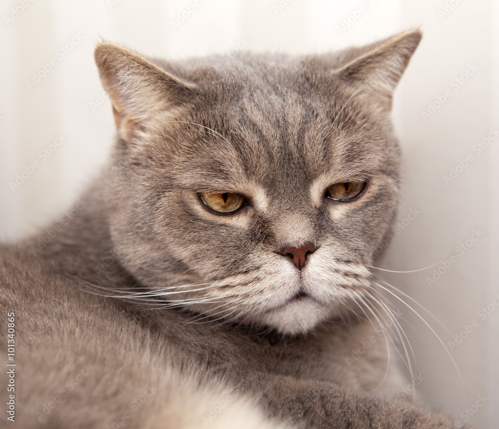 Portrait of an angry gray cat