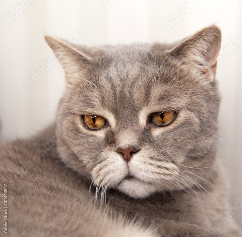 Portrait of an angry gray cat