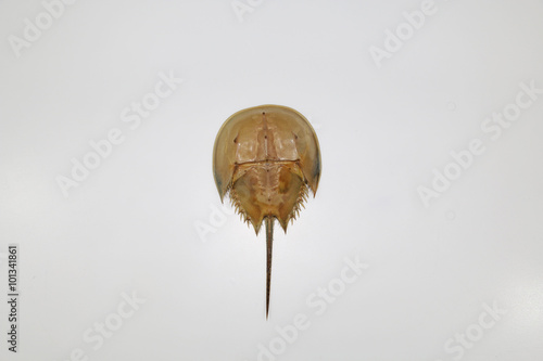 Horseshoe Crab