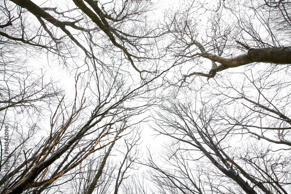 the tops of the trees without leaves the tops of the trees without leaves