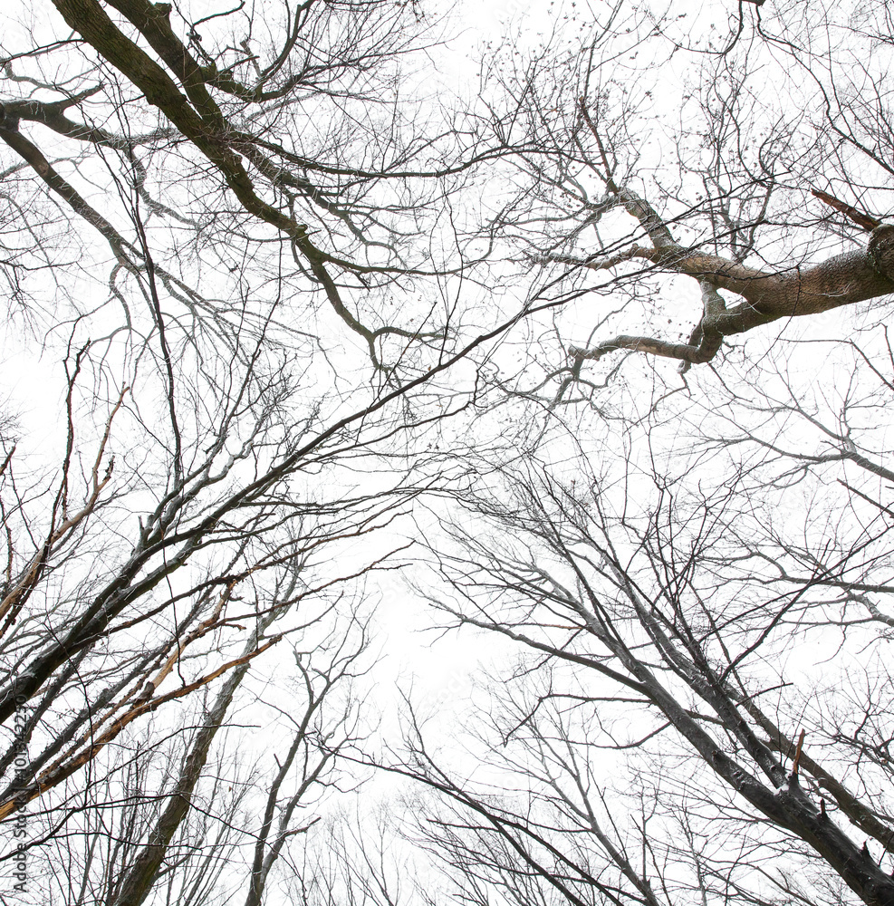 the tops of the trees without leaves