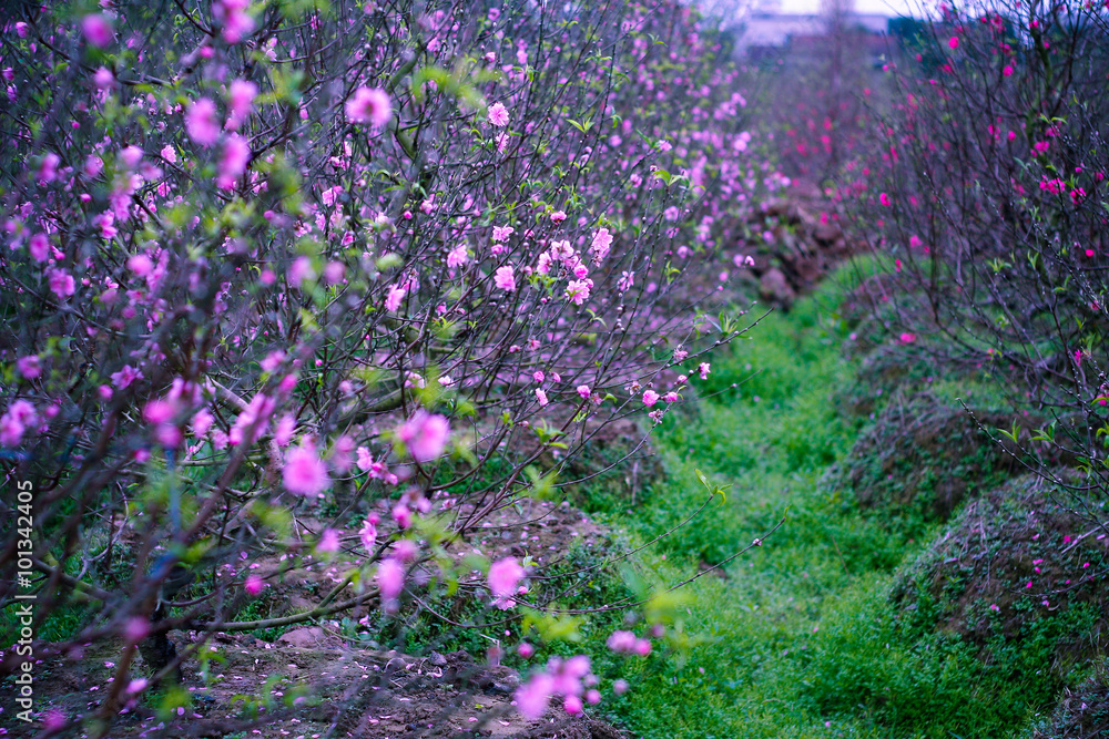 Obraz premium Pink peach flower in the garden, Vietnam spring.