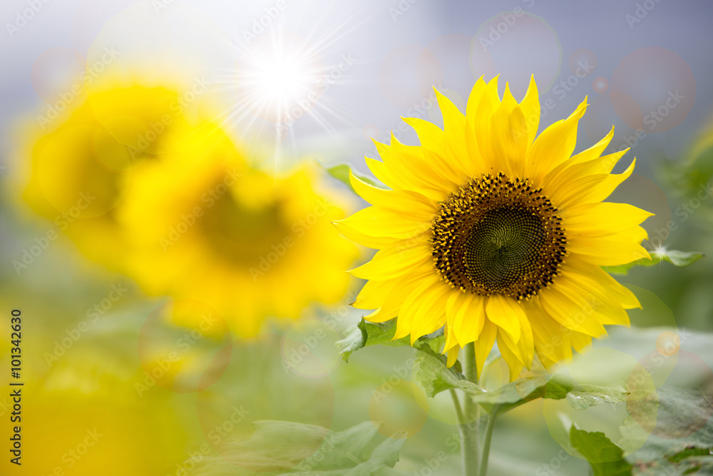 Obraz premium Close up of sunflower with sunshine.