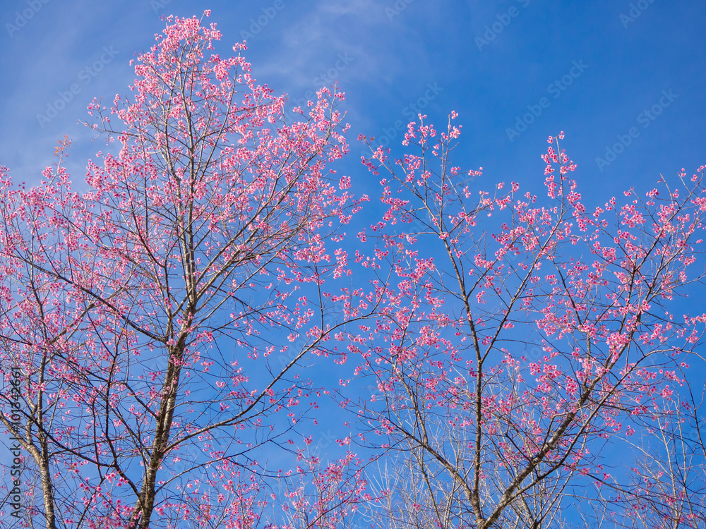 Pink Thai sakura branch against with blue sky