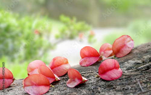 Image of seeds of Flamegold (Golden-rain Tree) on the ground.