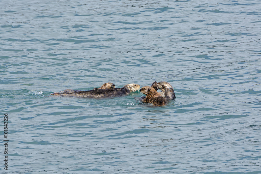 Fototapeta premium A Raft of Sea Otters