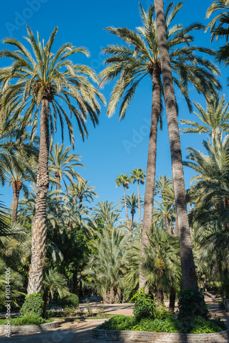 Palmeral of Elche  the most southerly palm grove in Europe. Region Alicante. Spain