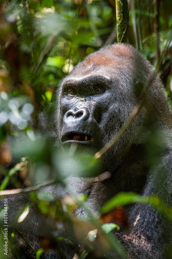 Portrait of a western lowland gorilla (Gorilla gorilla gorilla) close up at a short distance. Silverback - adult male of a gorilla in a native habitat. Portrait of a western lowland gorilla (Gorilla gorilla gorilla) close up at a short distance. Silverback - adult male of a gorilla in a native habitat.