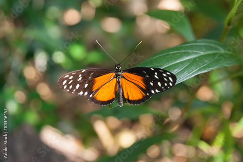 Crimson patch butterfly settled wings open on green leaf