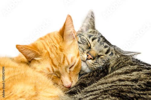 Orange and grey tabby cats sleeping together.