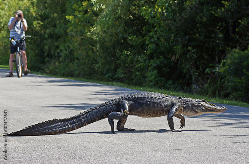 American alligator walking across bicycle path at Shark Valley in the Everglades National Park, Florida, USA